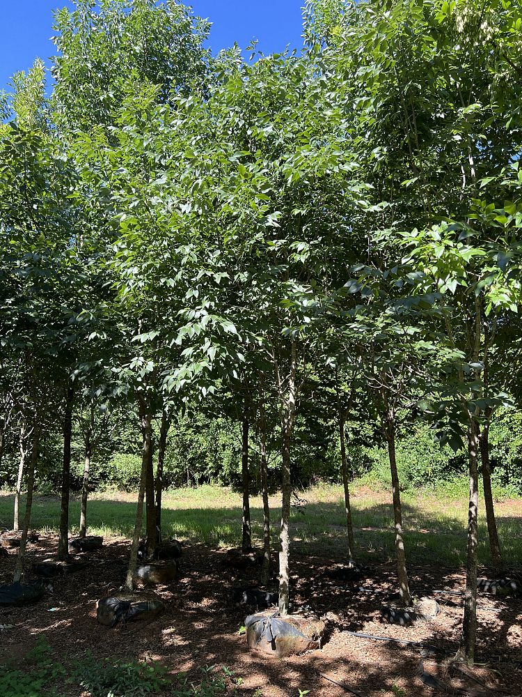 fraxinus-americana-white-ash