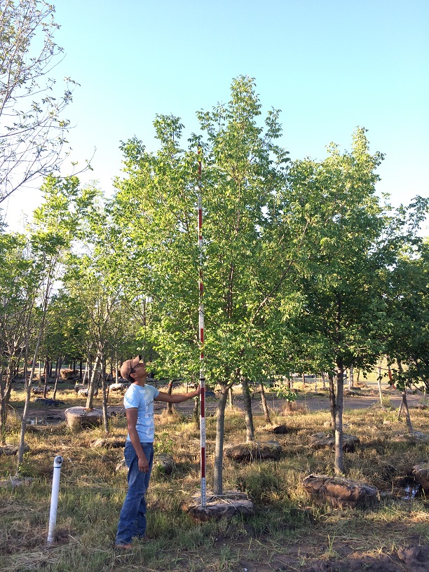 fraxinus-ash
