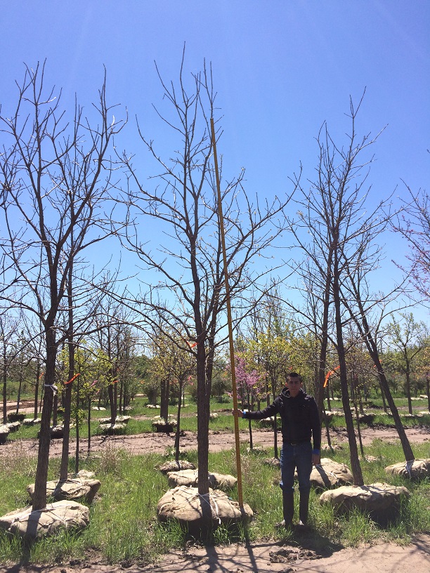fraxinus-ash