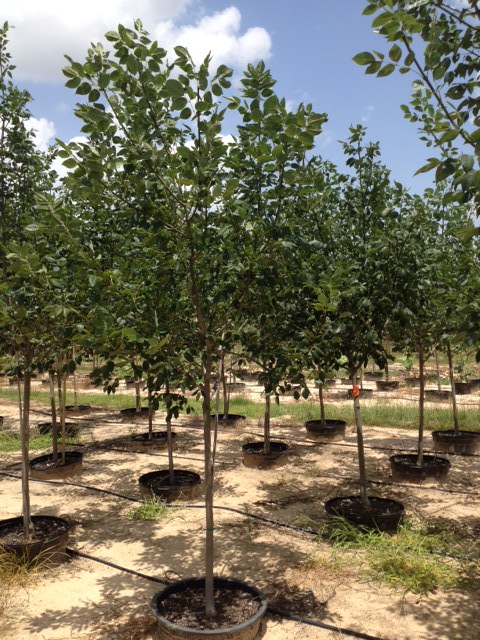 fraxinus-ash