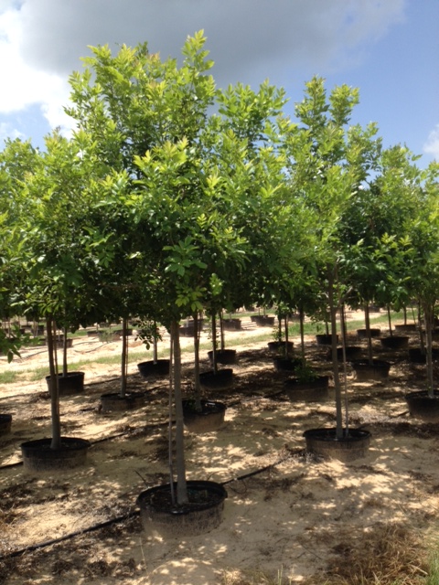 fraxinus-ash