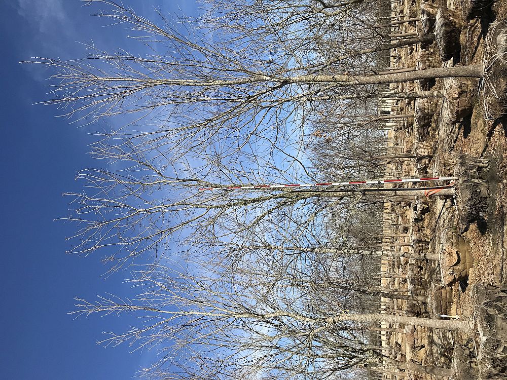 fraxinus-ash