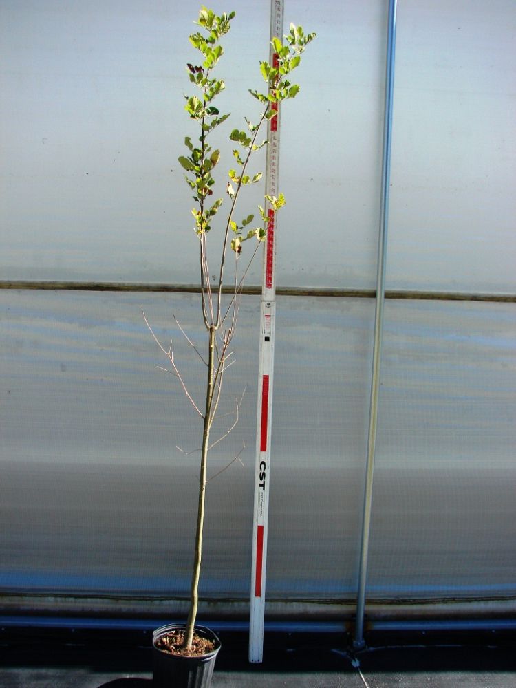 fraxinus-caroliniana-carolina-ash-water-ash-pop-ash