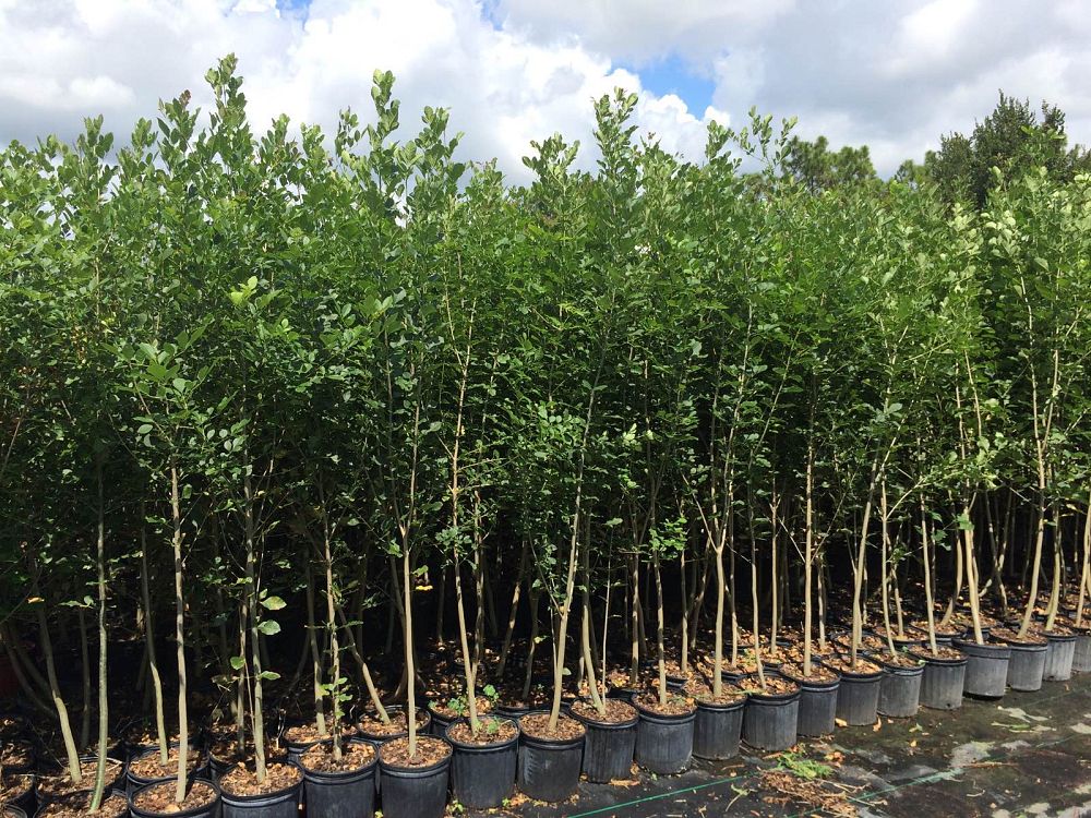 fraxinus-caroliniana-carolina-ash-water-ash-pop-ash