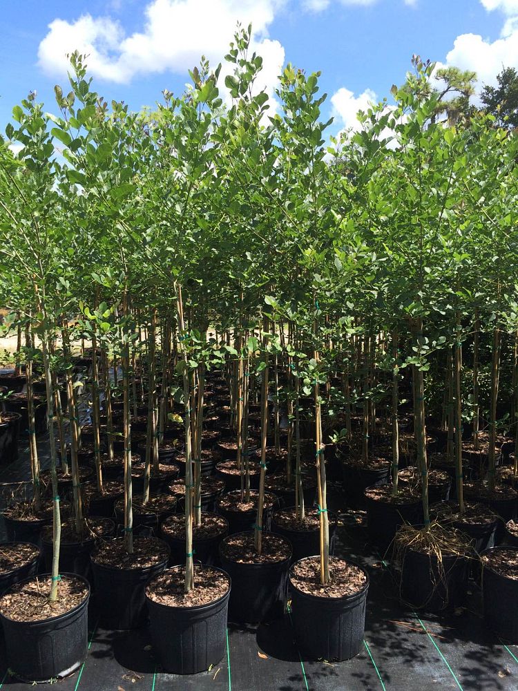 fraxinus-caroliniana-carolina-ash-water-ash-pop-ash