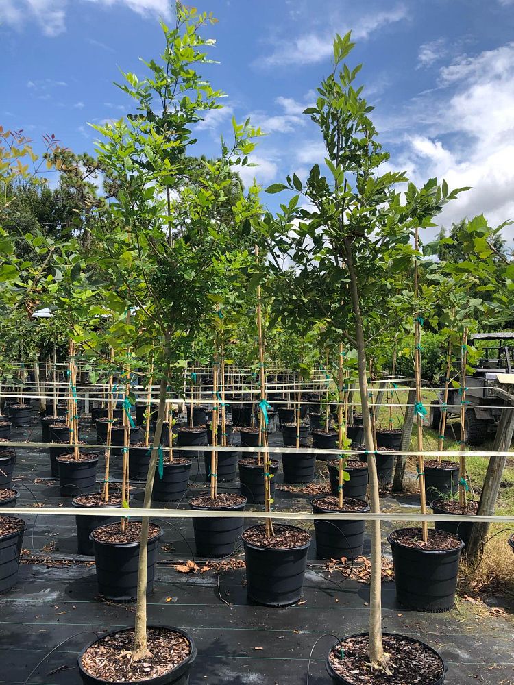 fraxinus-caroliniana-carolina-ash-water-ash-pop-ash