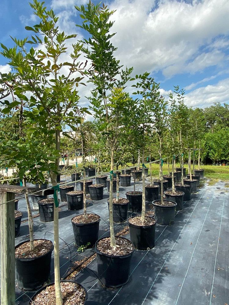 fraxinus-caroliniana-carolina-ash-water-ash-pop-ash