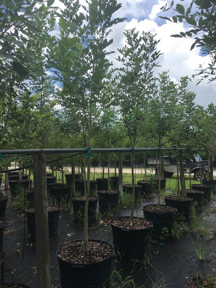 fraxinus-caroliniana-carolina-ash-water-ash-pop-ash