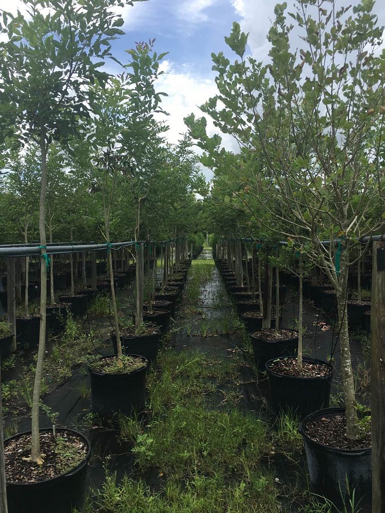 fraxinus-caroliniana-carolina-ash-water-ash-pop-ash