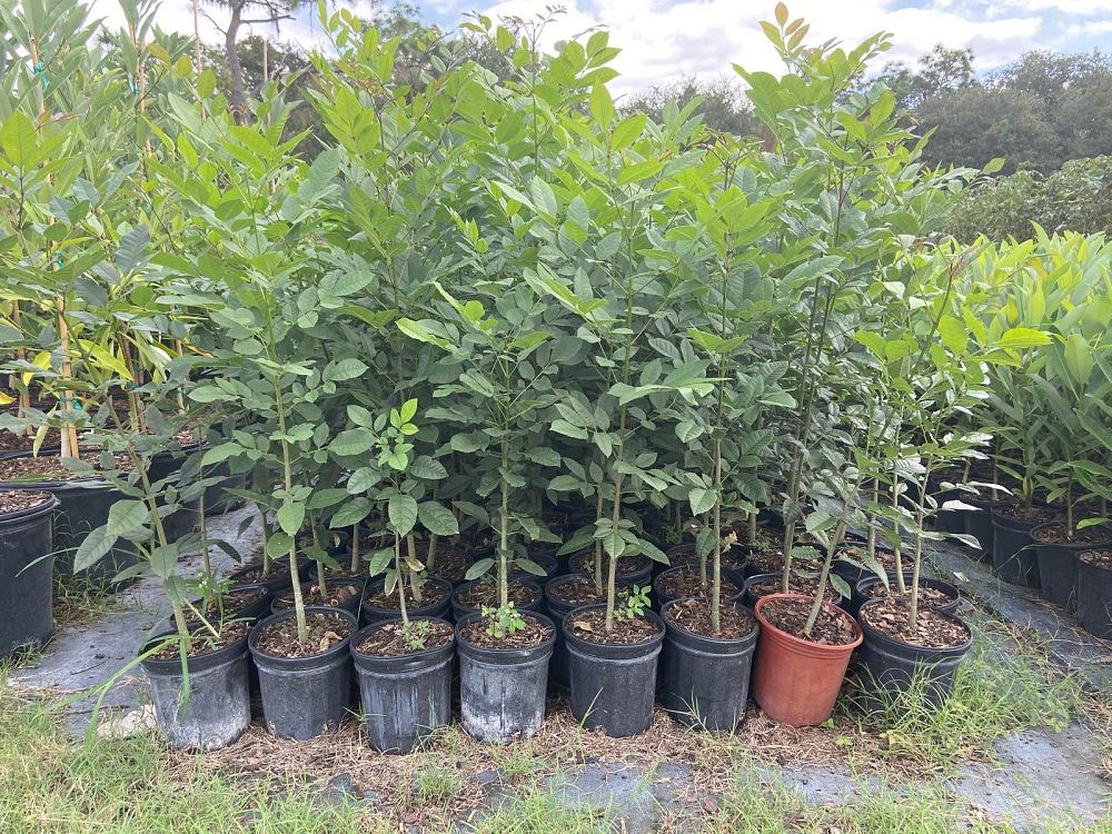 fraxinus-caroliniana-carolina-ash-water-ash-pop-ash