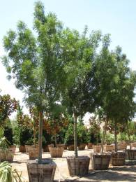 fraxinus-oxycarpa-raywood-fraxinus-angustifolia-raywoodi