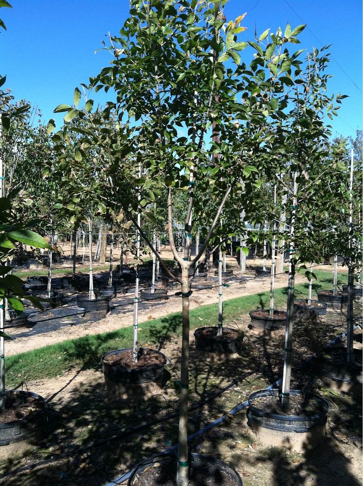 fraxinus-pennsylvanica-green-ash