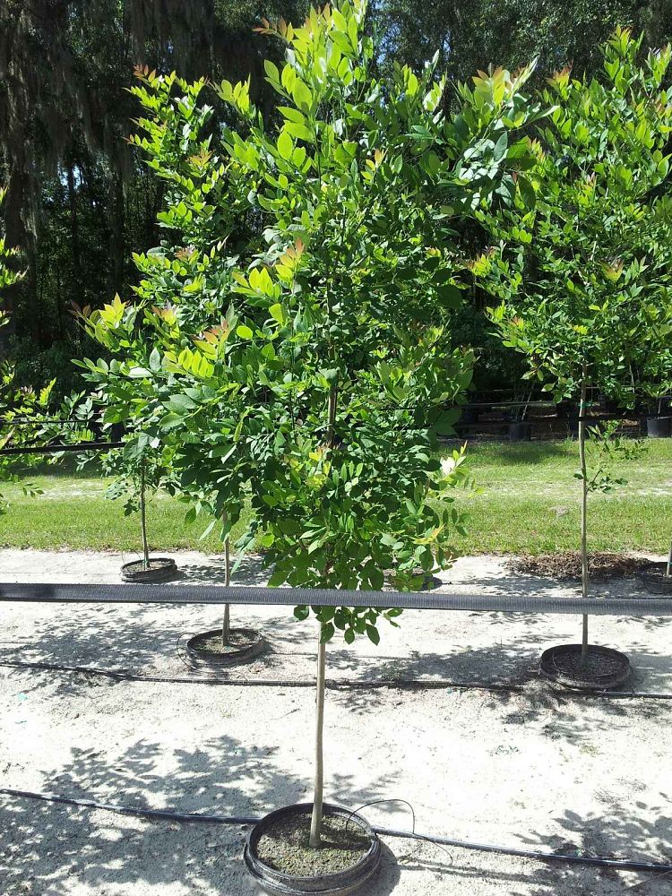 fraxinus-pennsylvanica-green-ash