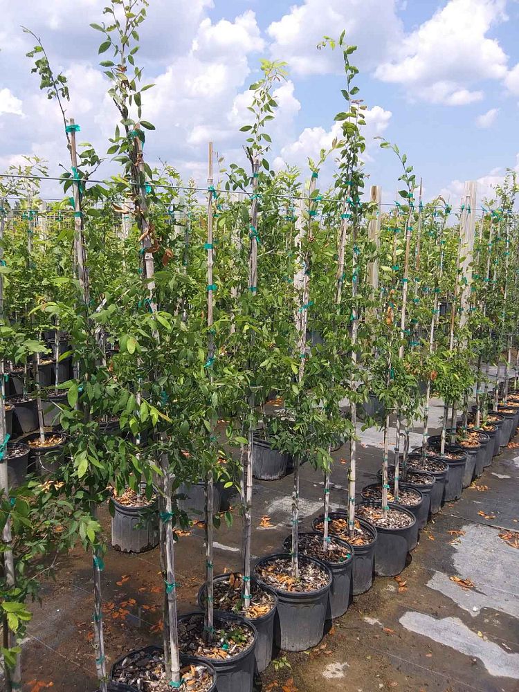 fraxinus-pennsylvanica-green-ash