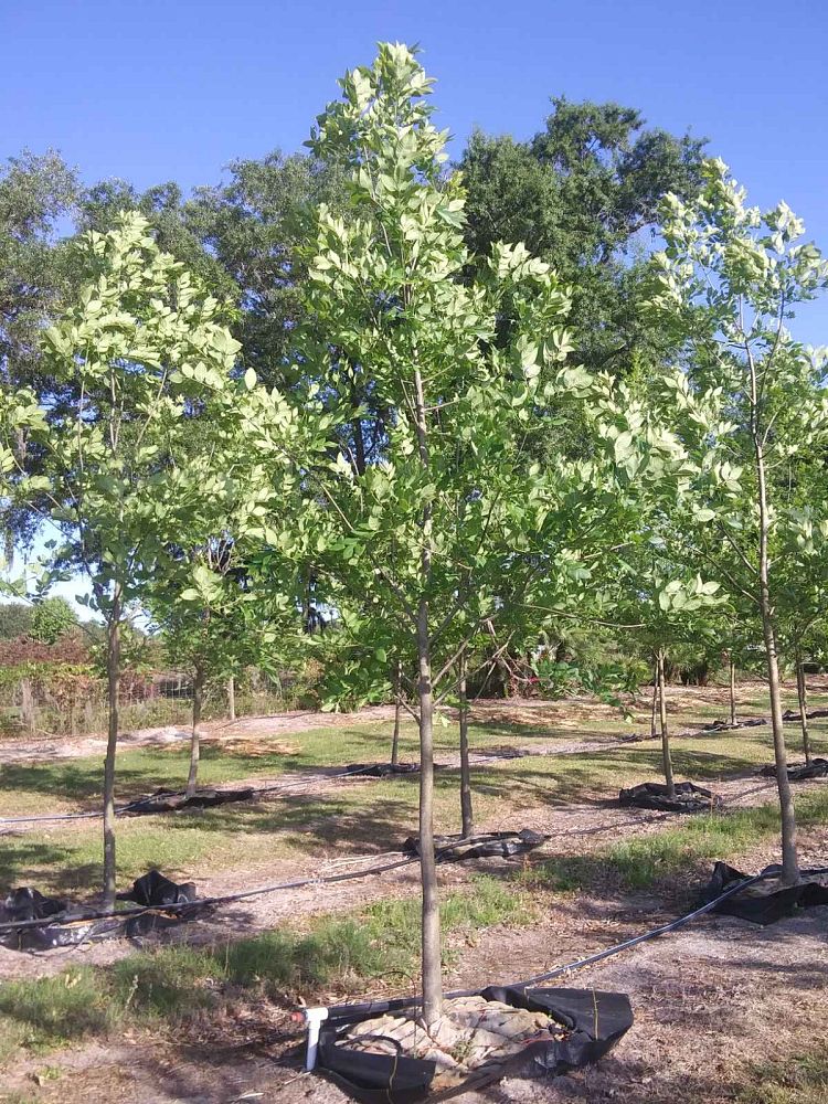 fraxinus-pennsylvanica-green-ash