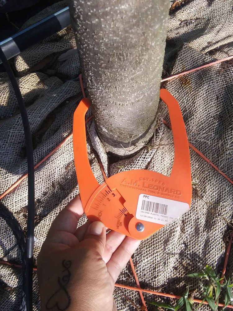 fraxinus-pennsylvanica-green-ash
