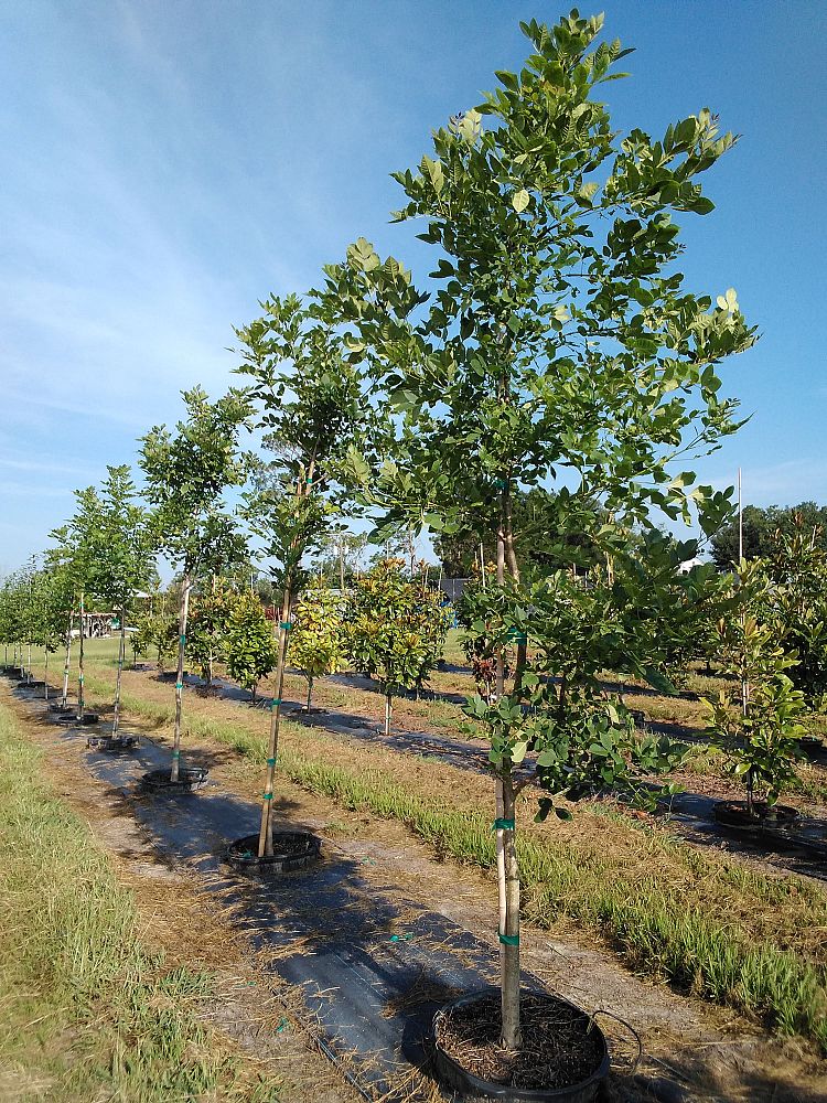 fraxinus-pennsylvanica-green-ash