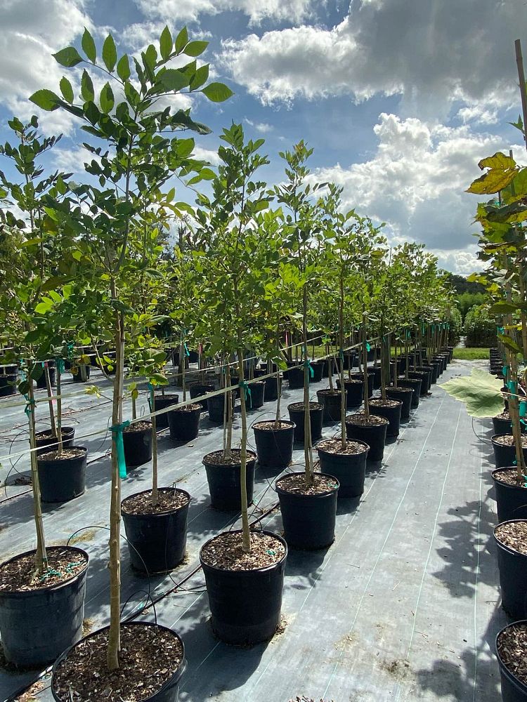fraxinus-pennsylvanica-green-ash