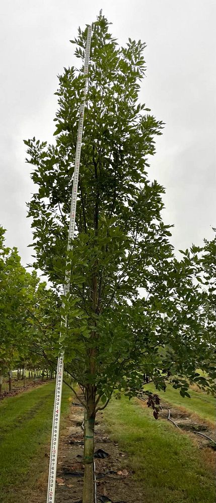 fraxinus-pennsylvanica-green-ash
