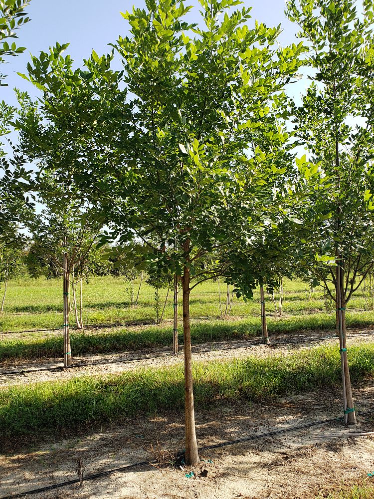 fraxinus-pennsylvanica-green-ash