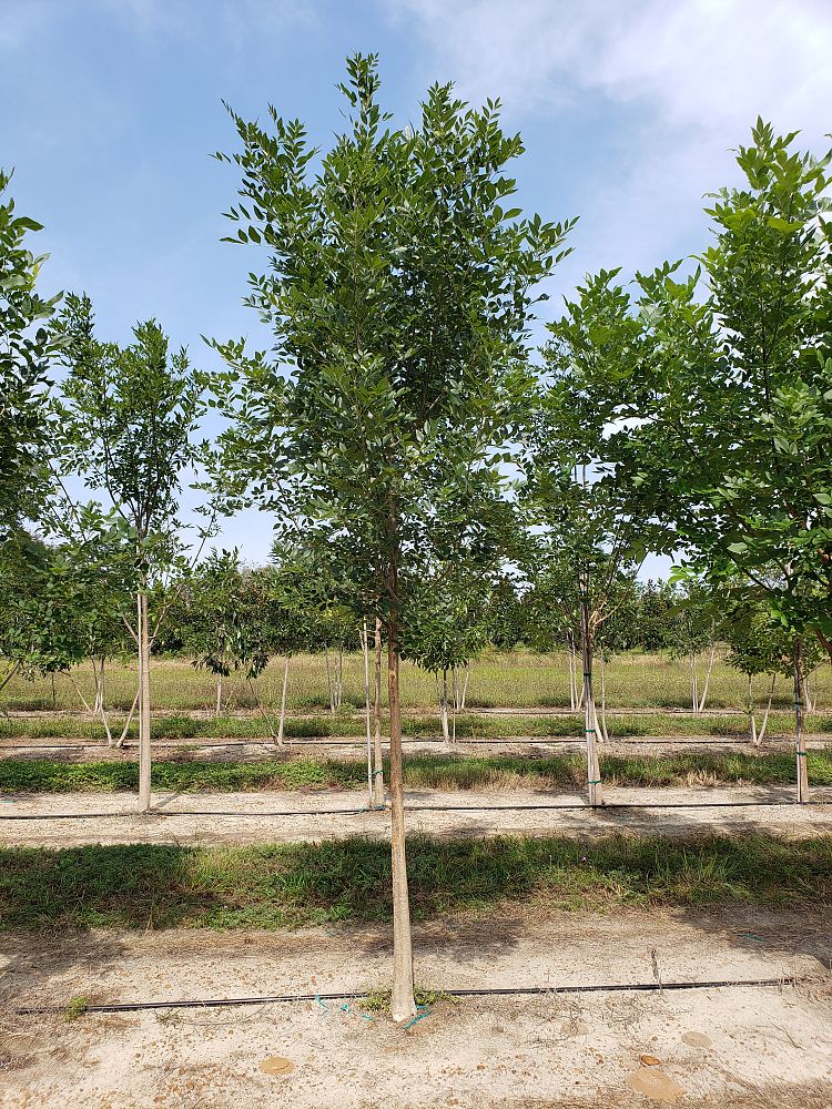 fraxinus-pennsylvanica-green-ash
