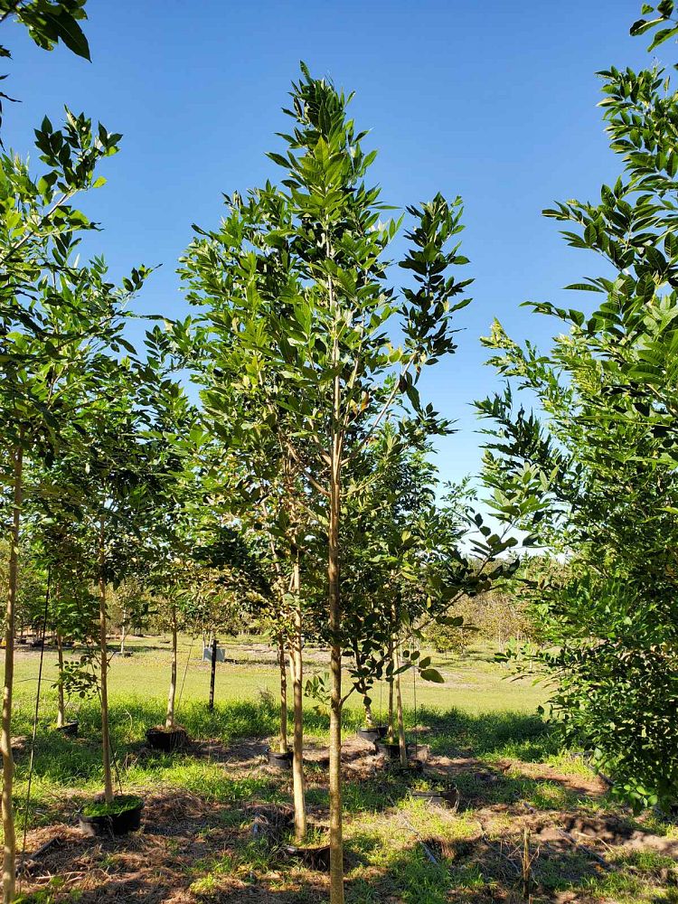 fraxinus-pennsylvanica-green-ash