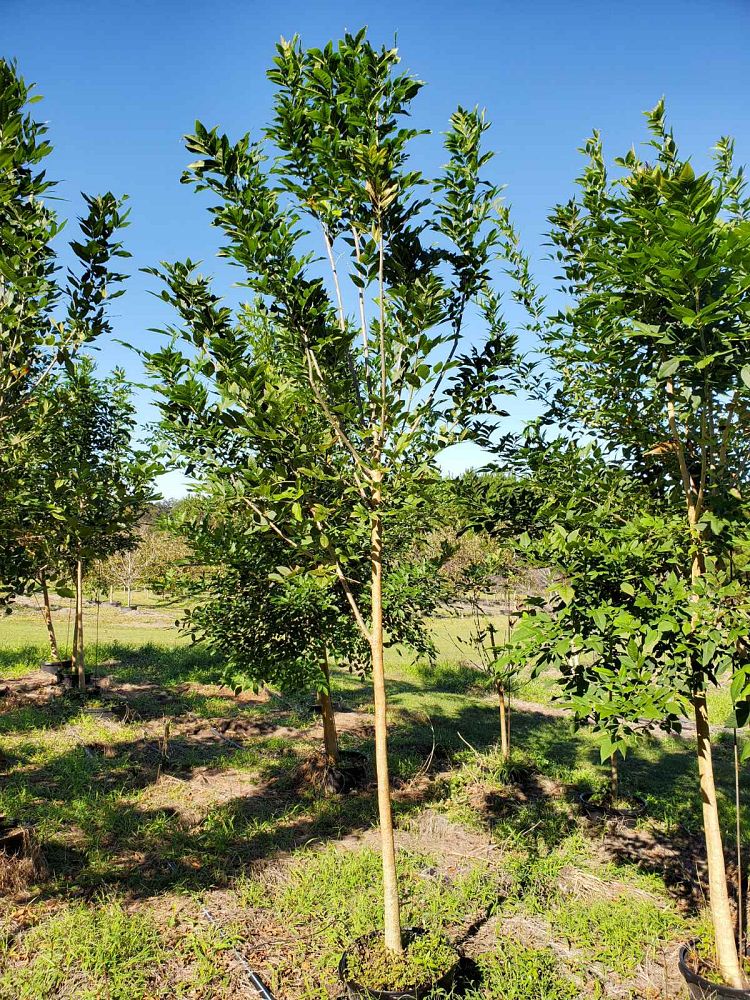 fraxinus-pennsylvanica-green-ash