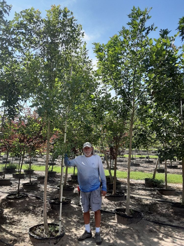 fraxinus-pennsylvanica-green-ash