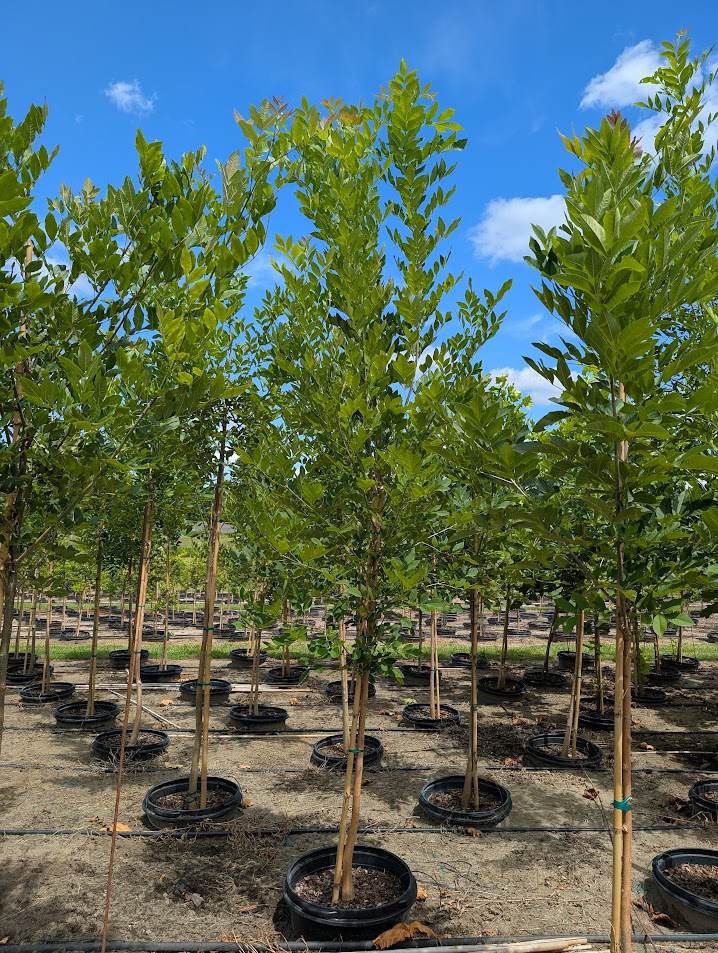 fraxinus-pennsylvanica-green-ash