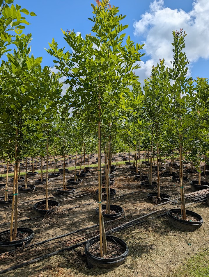 fraxinus-pennsylvanica-green-ash