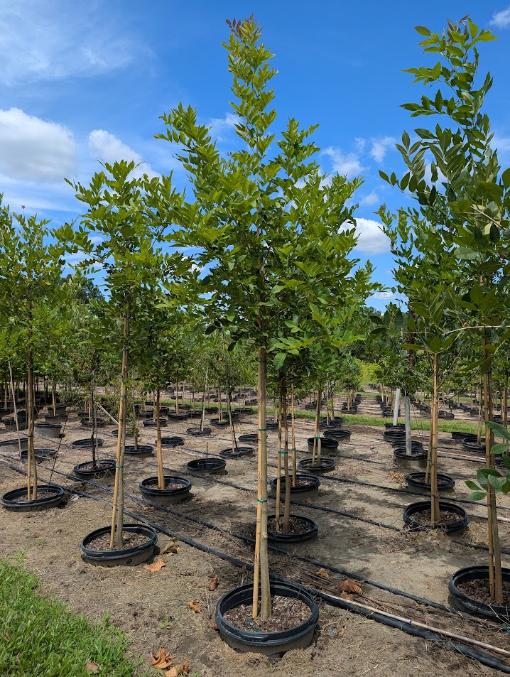 fraxinus-pennsylvanica-green-ash