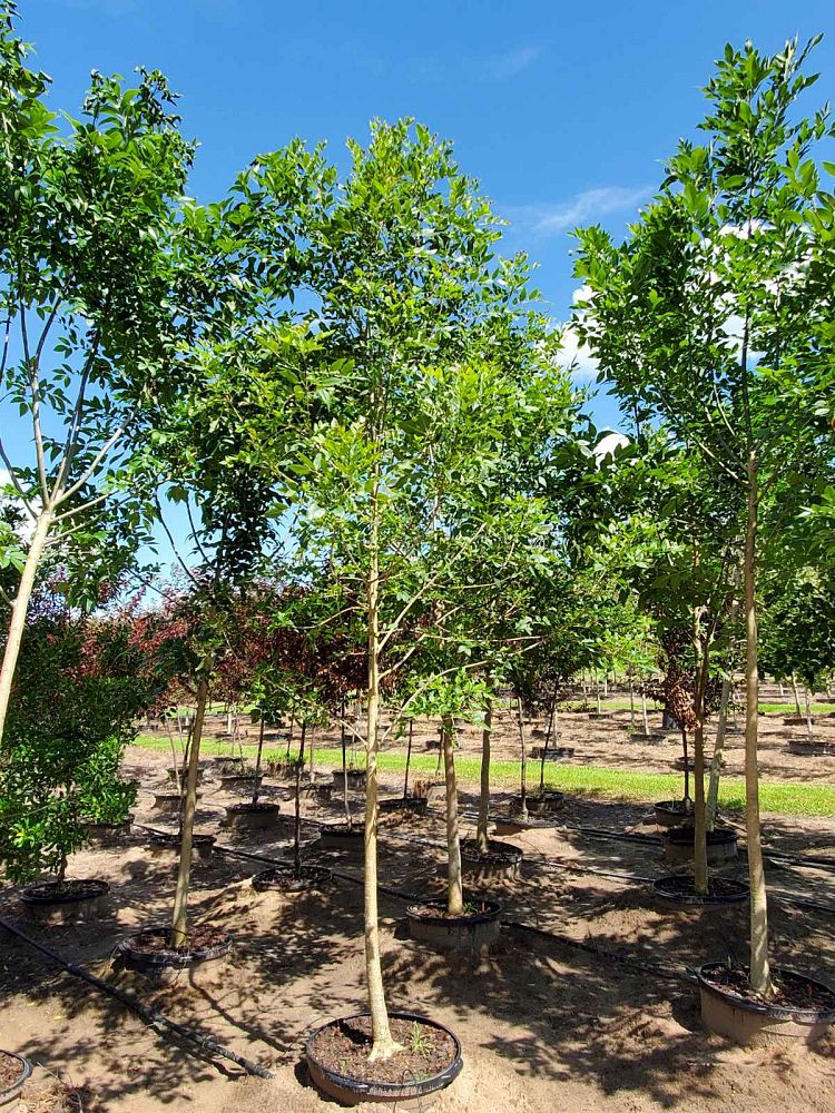fraxinus-pennsylvanica-green-ash