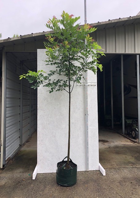 fraxinus-pennsylvanica-green-ash