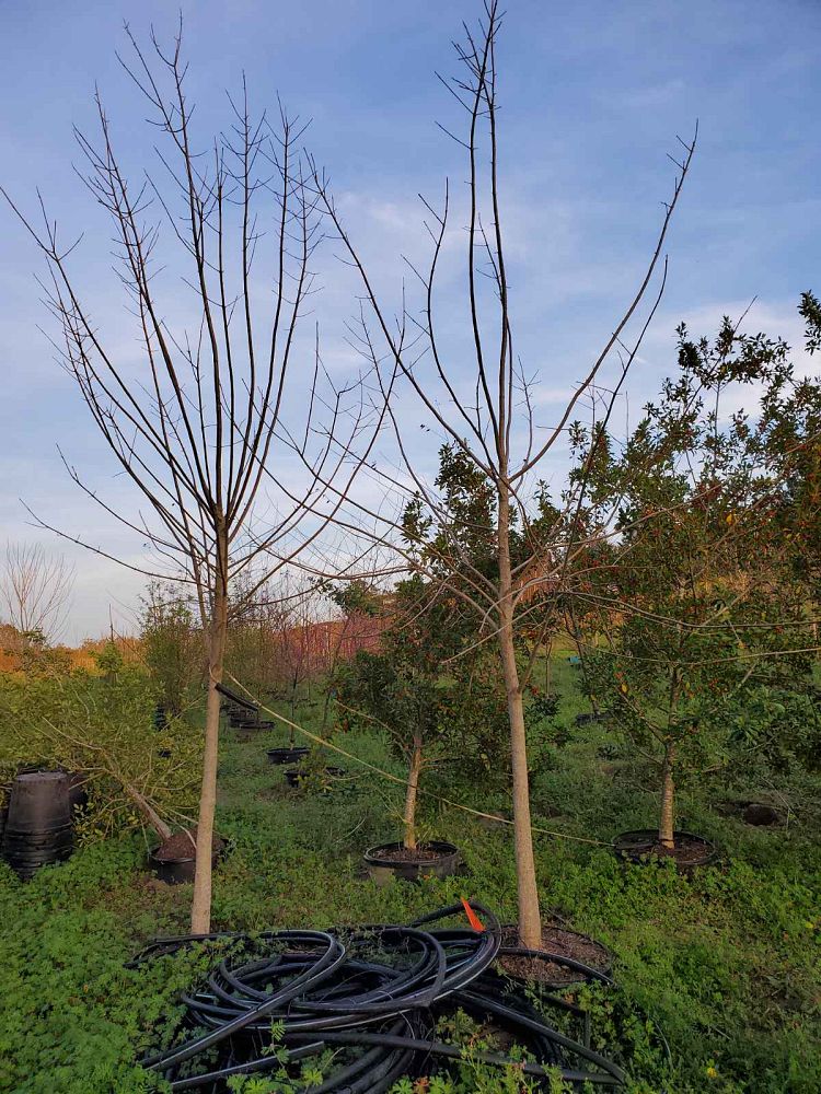 fraxinus-pennsylvanica-green-ash