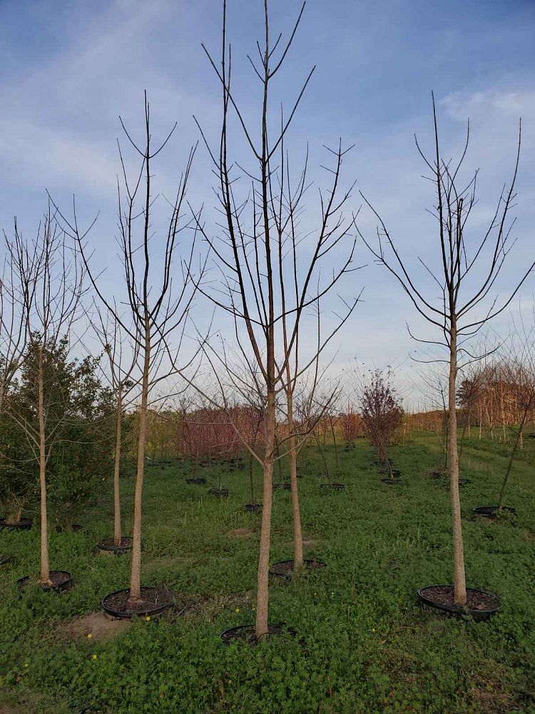 fraxinus-pennsylvanica-green-ash