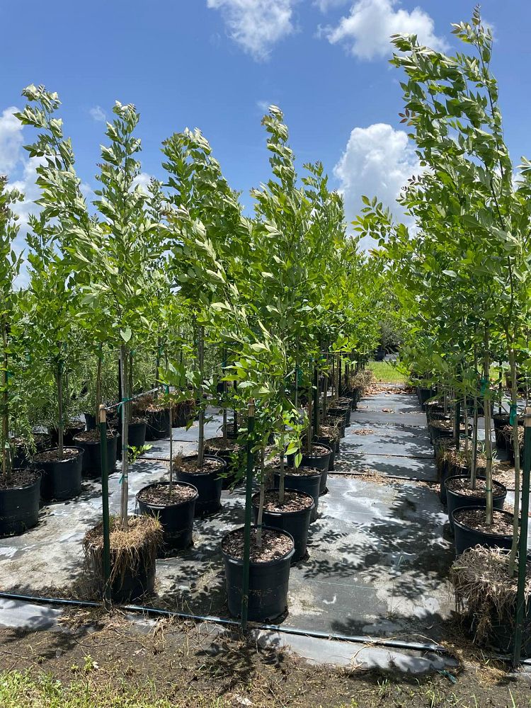 fraxinus-pennsylvanica-green-ash