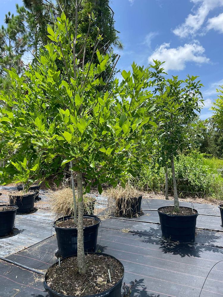 fraxinus-pennsylvanica-green-ash