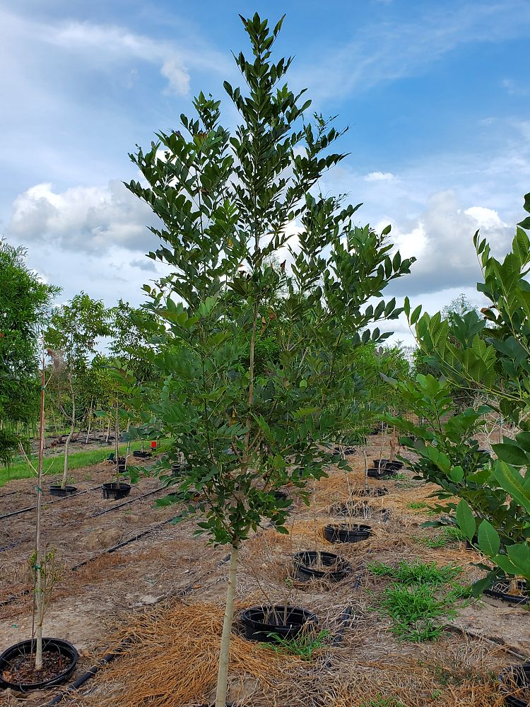 fraxinus-pennsylvanica-green-ash