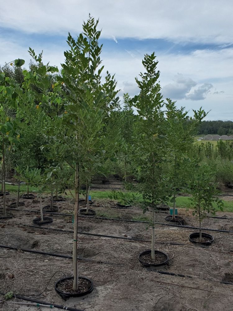 fraxinus-pennsylvanica-green-ash