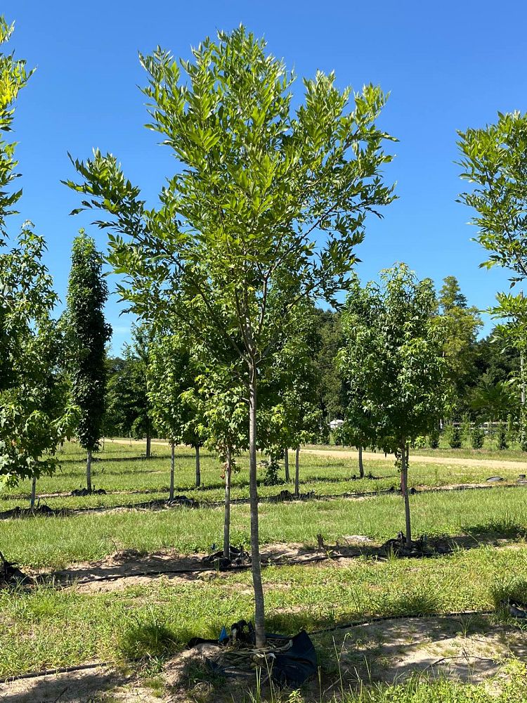 fraxinus-pennsylvanica-green-ash