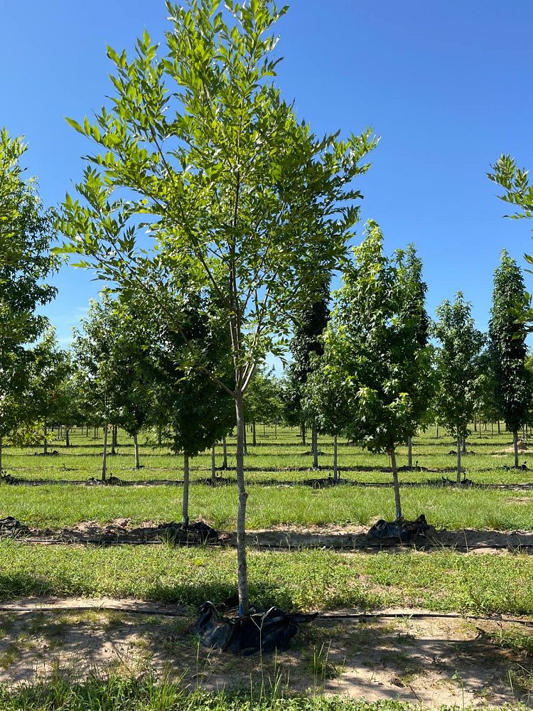 fraxinus-pennsylvanica-green-ash
