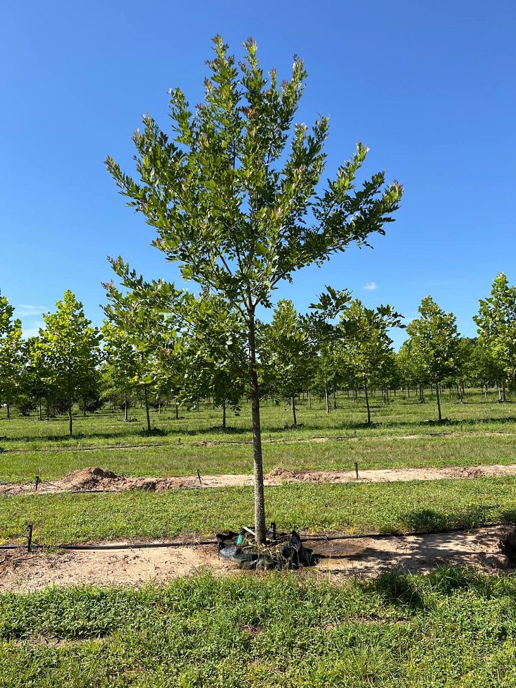fraxinus-pennsylvanica-green-ash