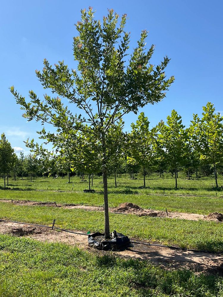 fraxinus-pennsylvanica-green-ash