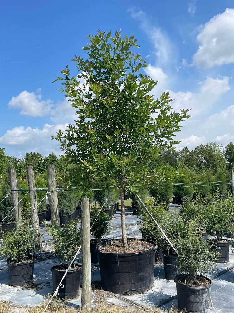 fraxinus-pennsylvanica-green-ash