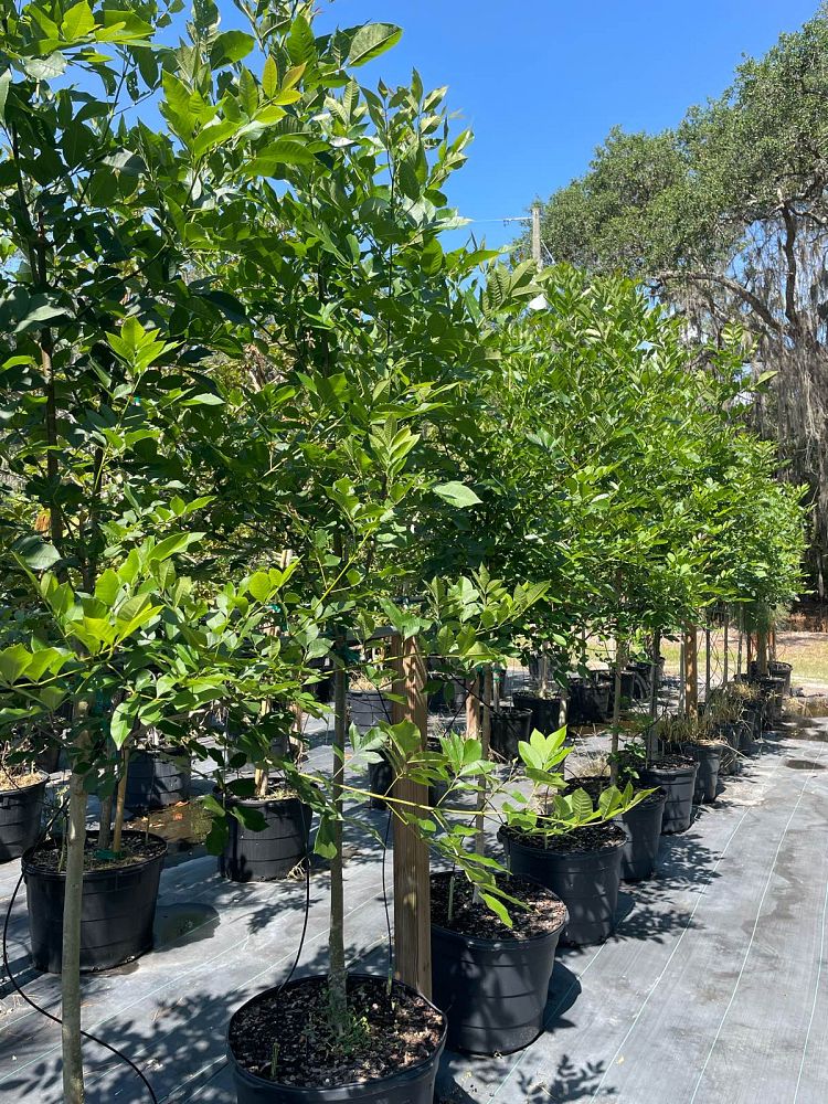 fraxinus-pennsylvanica-green-ash