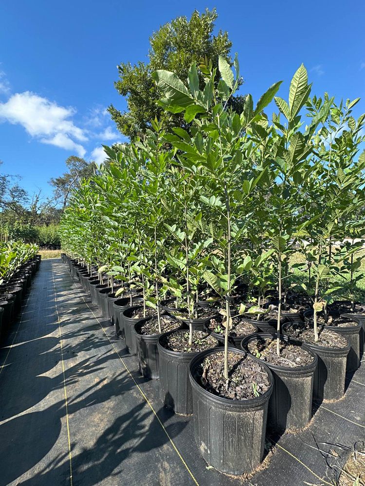 fraxinus-pennsylvanica-green-ash
