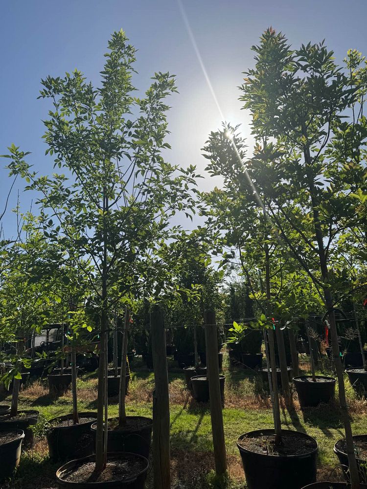fraxinus-pennsylvanica-green-ash
