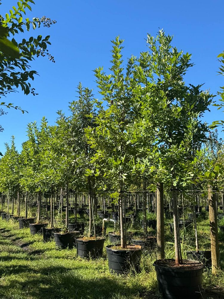 fraxinus-pennsylvanica-green-ash