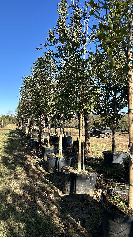 fraxinus-pennsylvanica-green-ash