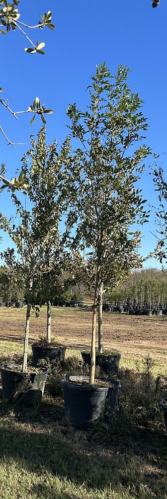 fraxinus-pennsylvanica-green-ash